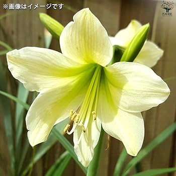 Amazon.co.jp: ITANSE 花球根 アマリリス(一重) イエロー